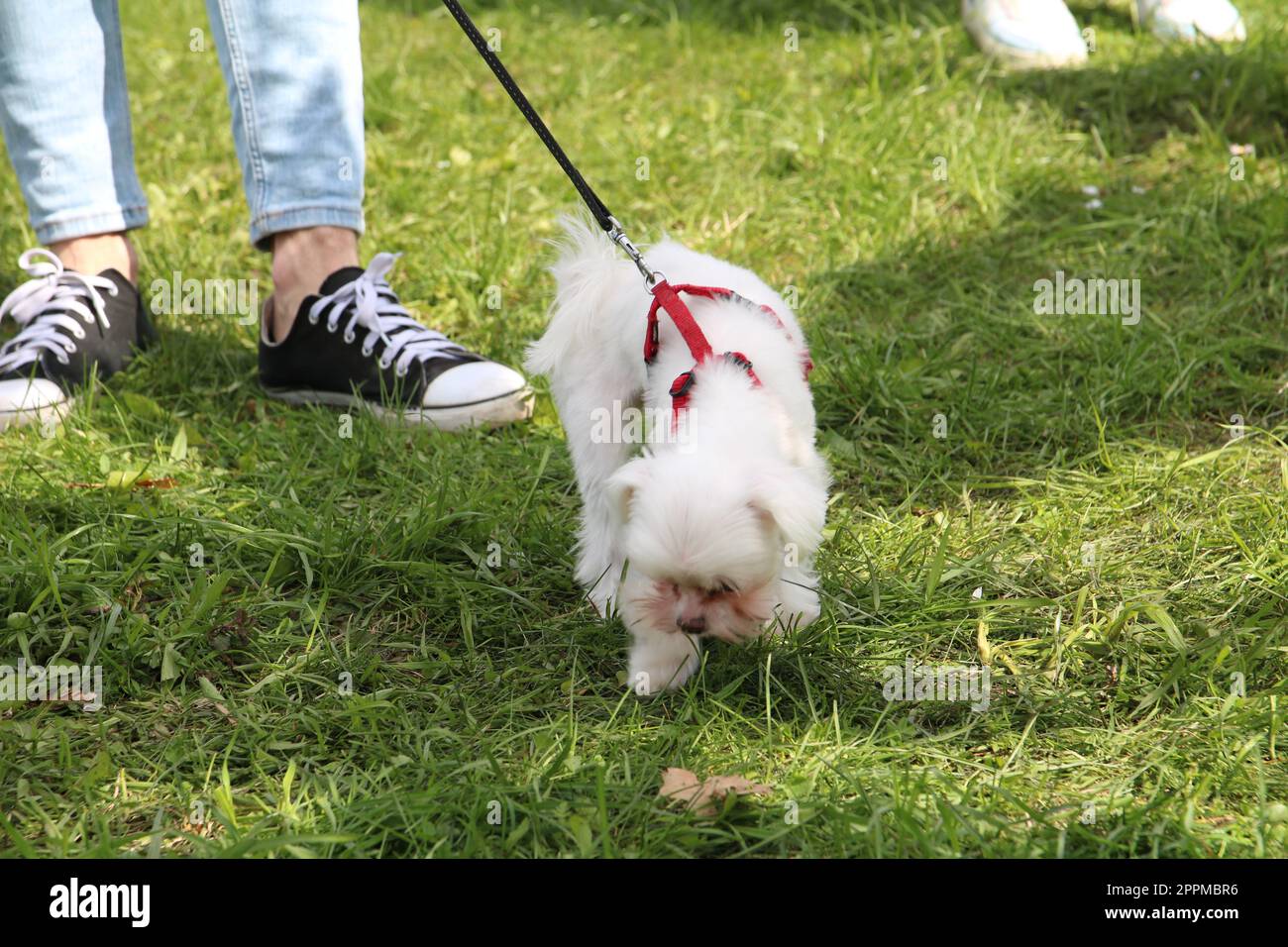 photo of a small dog walking in the park on a leash Stock Photo