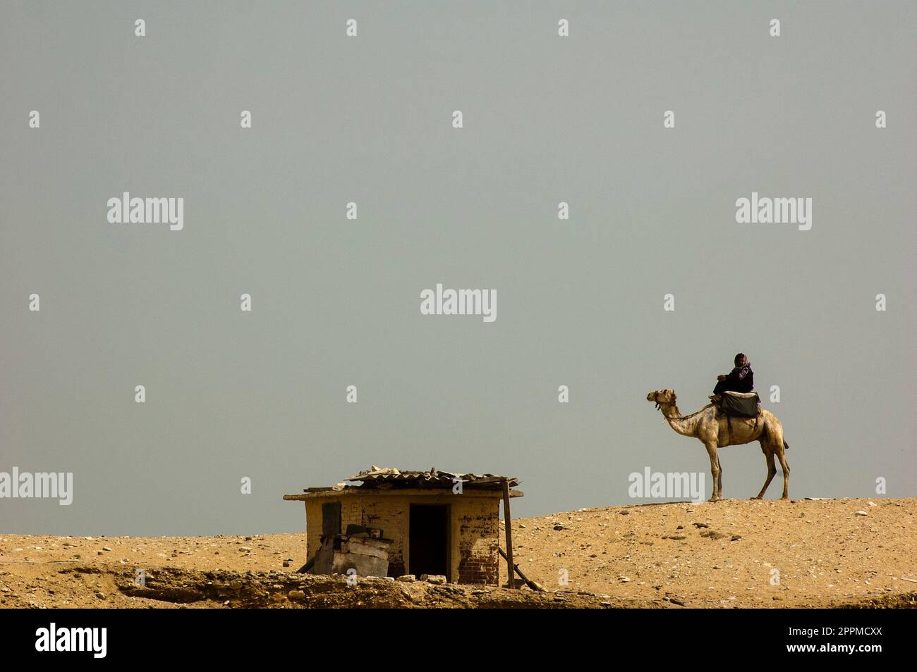 camel driver Stock Photo
