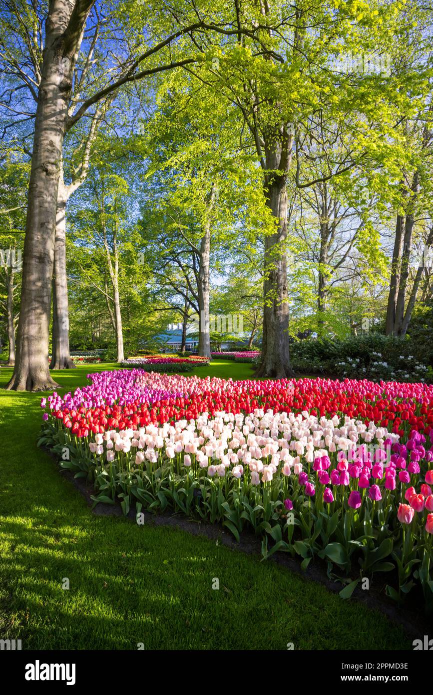 Keukenhof flower garden - largest tulip park in world, Lisse ...