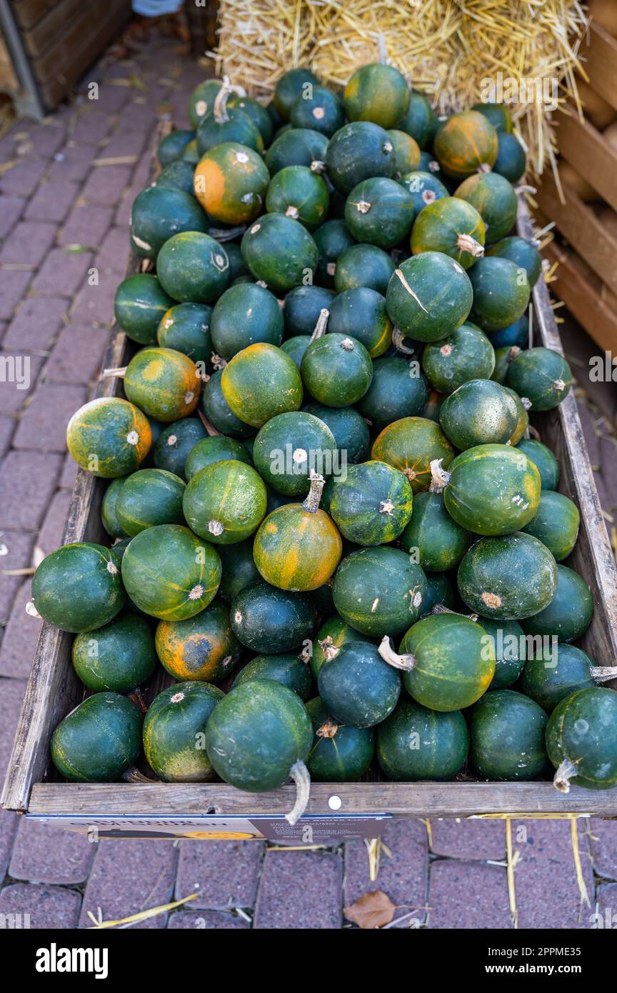 Green round pumpkins ornamental gourds lying in a wooden box at a farm during harvest season in October for sale, high angle view, vertical shot Stock Photo