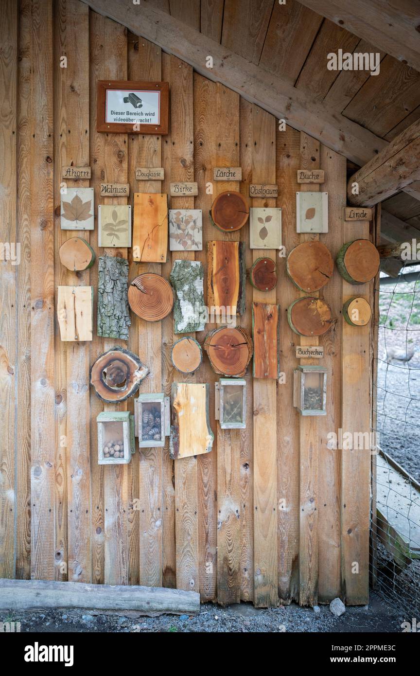 Cut tree trunks of different German forest tree varieties hang on a wooden wall as a decoration for children to learn from, vertical shot Stock Photo