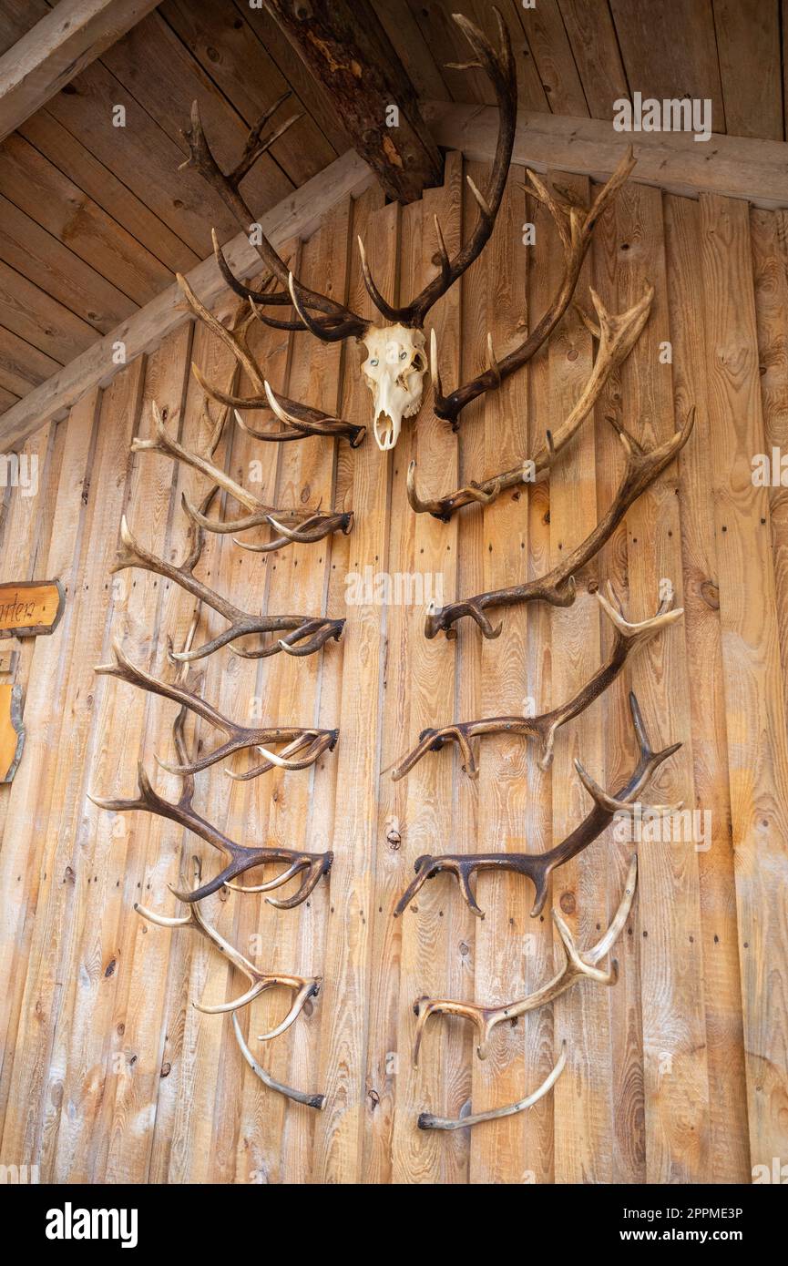 Deer antlers and deer skulls hang on a wooden wall as decoration, vertical shot Stock Photo