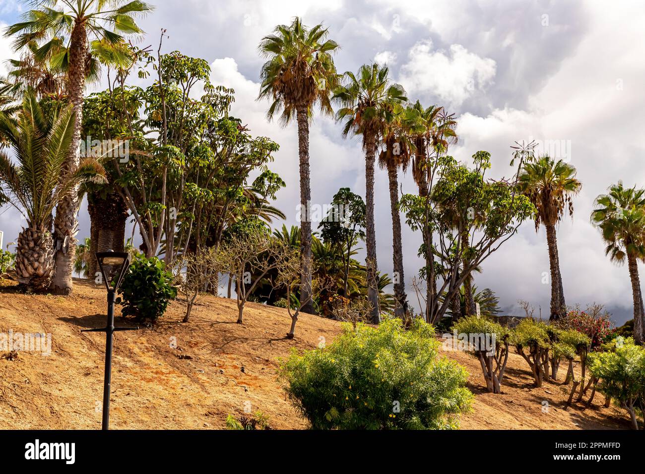 Tenerife landscape palm trees hi-res stock photography and images - Alamy
