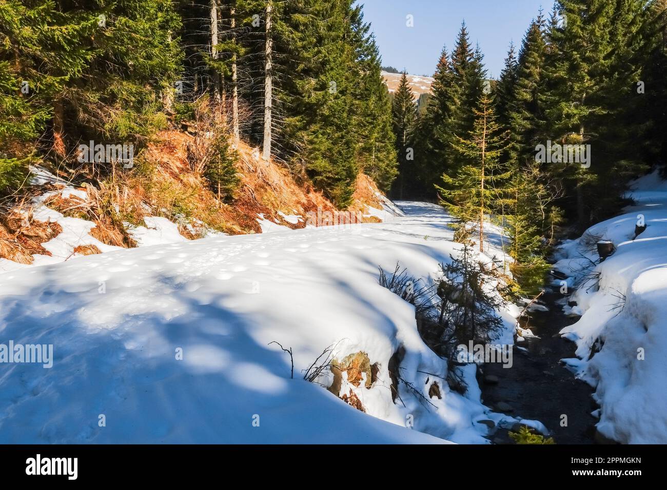 path with snow and footprints in a forest with sun Stock Photo - Alamy