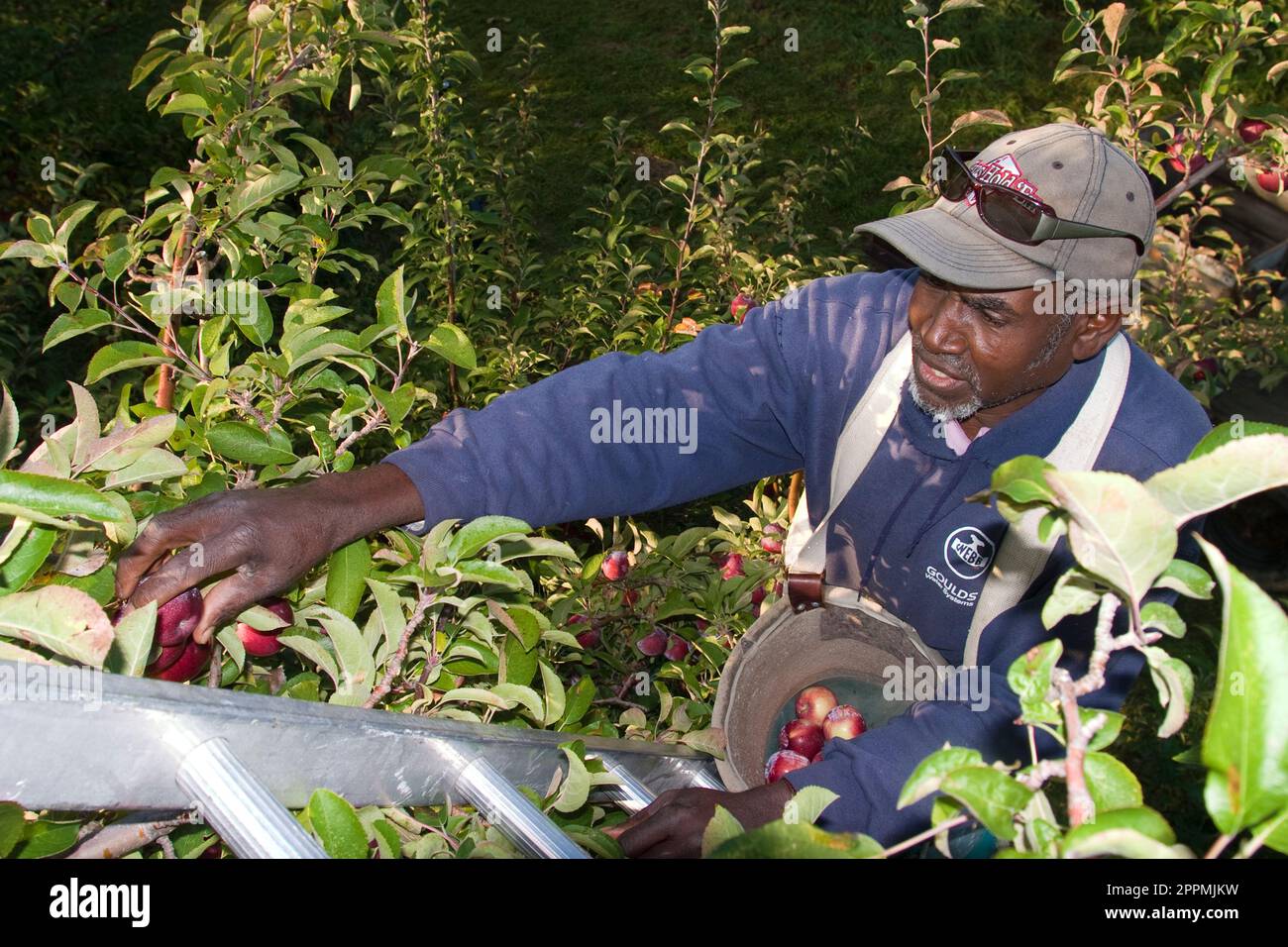 Jamaican Migrant Workers Stock Photo