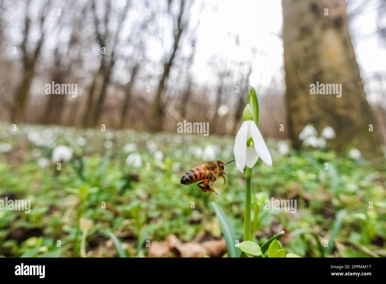 bee flying to a fresh snowdrop in a forest detail Stock Photo