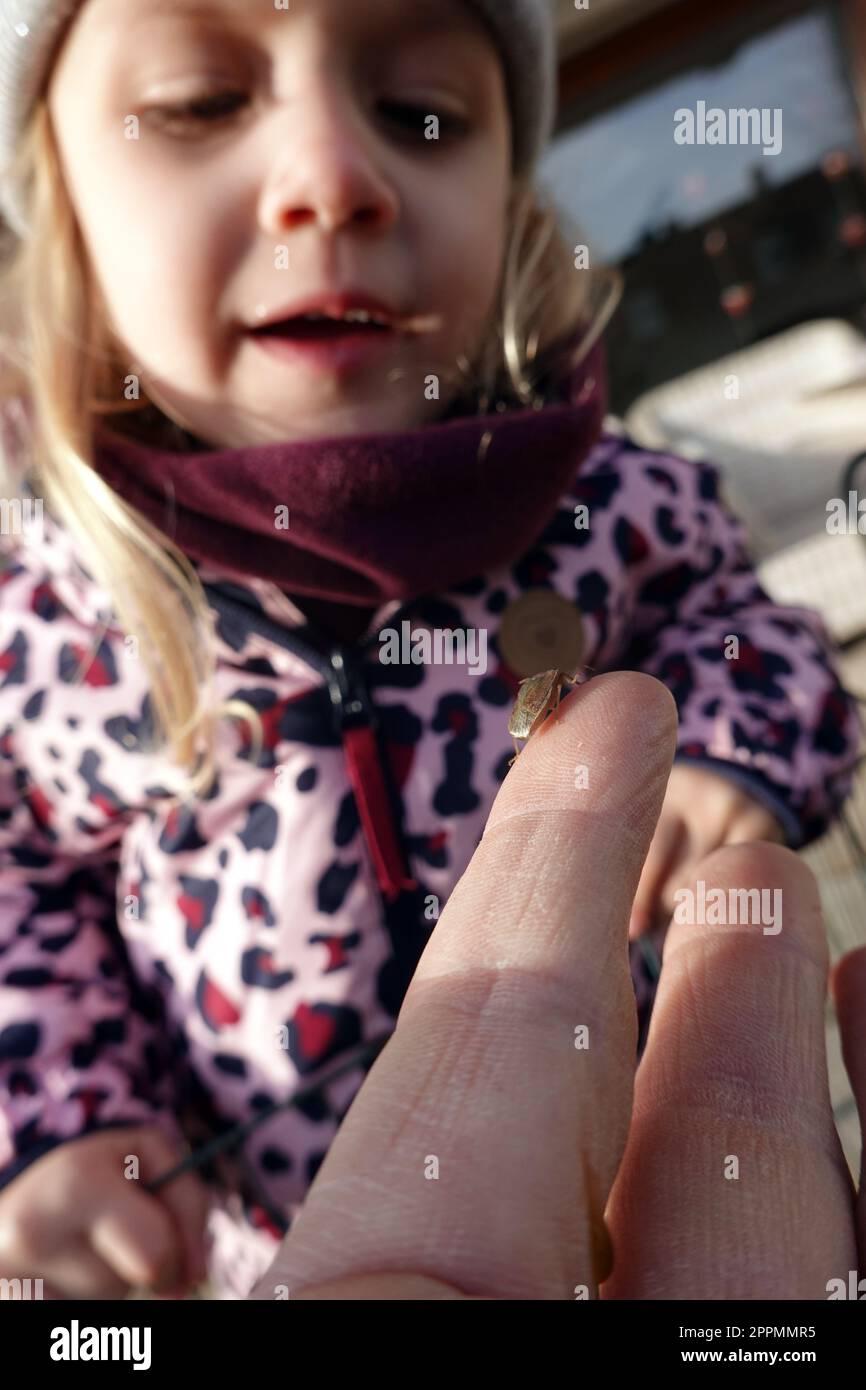 Kleines Kind beobachtet eine Wanze auf einem Finger Stock Photo