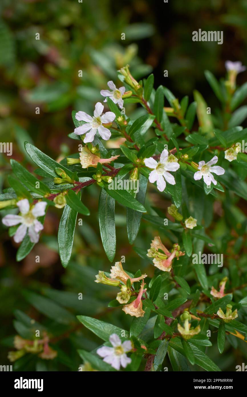 close-up of white cuphea hyssopifolia shrub with flowers, aka false or mexican heather, attractive ornamental flowering plant native to mexico Stock Photo
