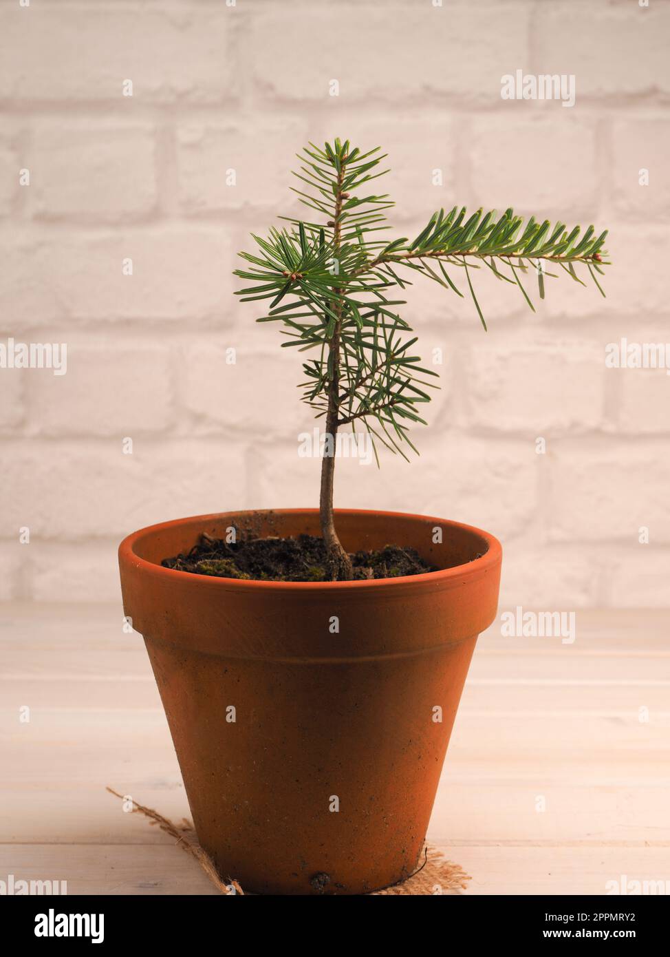 Small fir tree growing in a pot, reforestation or cultivation concept, natural carbon dioxide storage against climate change. Stock Photo
