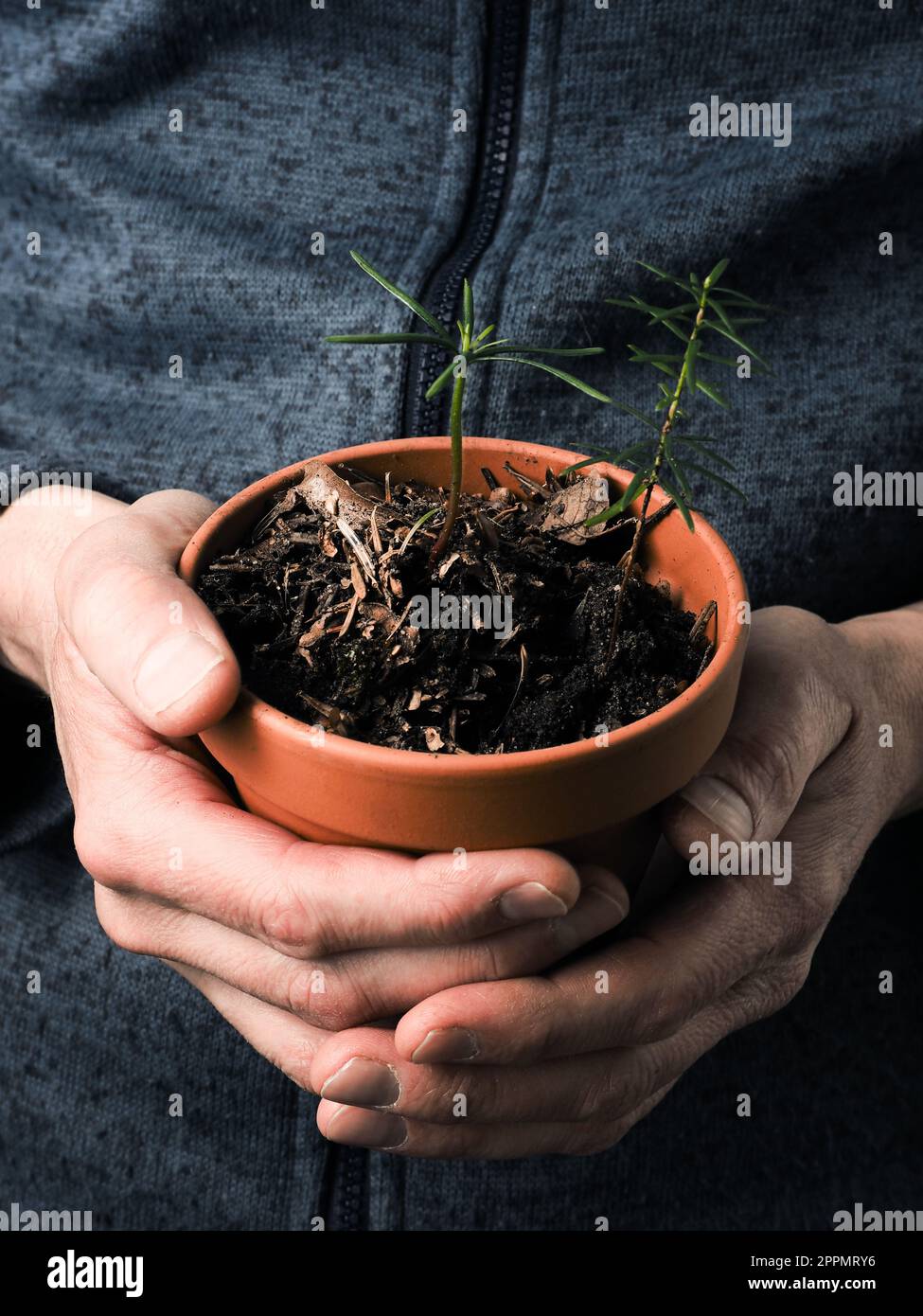 A gardener holds a plant pot with various fir trees seedlings, reforestation or cultivation concept, natural carbon dioxide storage against climate ch Stock Photo