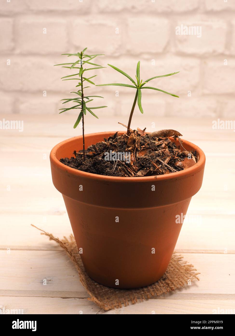 Small fir trees growing in a plant pot, reforestation or cultivation concept, natural carbon dioxide storage against climate change. Stock Photo
