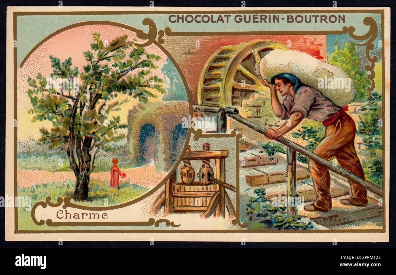 Hornbeam Tree Vintage French Tradecard Belle Epoque Era Stock Photo