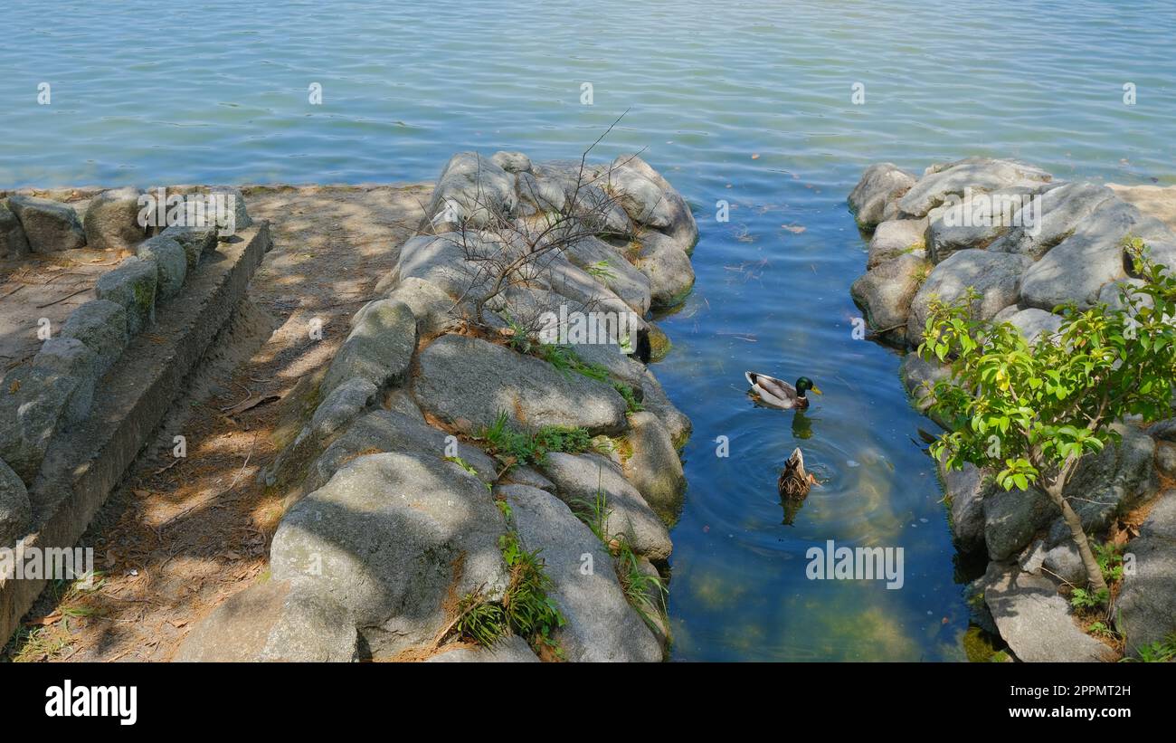 Two Ducks in a pond at Ohori Park, Fukuoka, Japan. Stock Photo