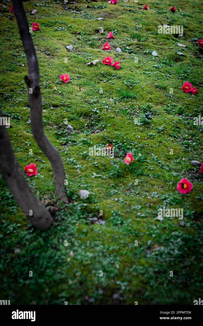 Petals, blossoms of camelia flowers falling on the ground in early