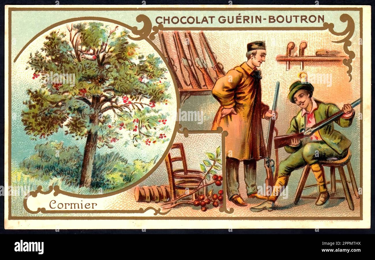 Cormier Tree Vintage French Tradecard Belle Epoque Era Stock Photo