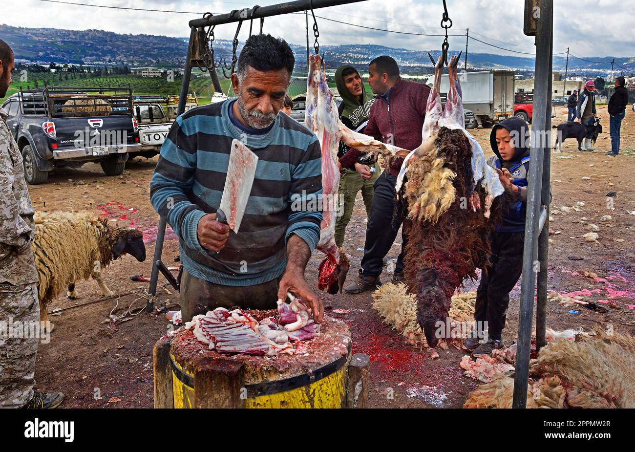 Butcher Father and Son. Shaykh 'Abd al-'Azeez ibn Baaz (may Allah have mercy on him) Halal.Sheep and Goat Market, between, Amman and Jerash, Jordan . Stock Photo