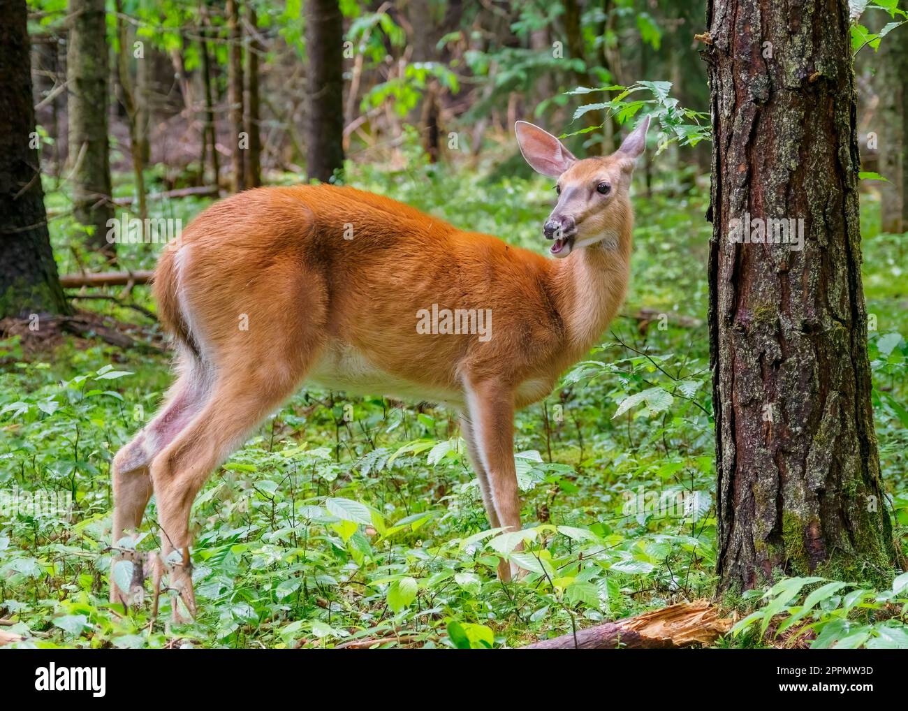 Female white-tailed deer (Odocoileus virginianus) feeding in the woods, Adirondacks, New York, USA Stock Photo