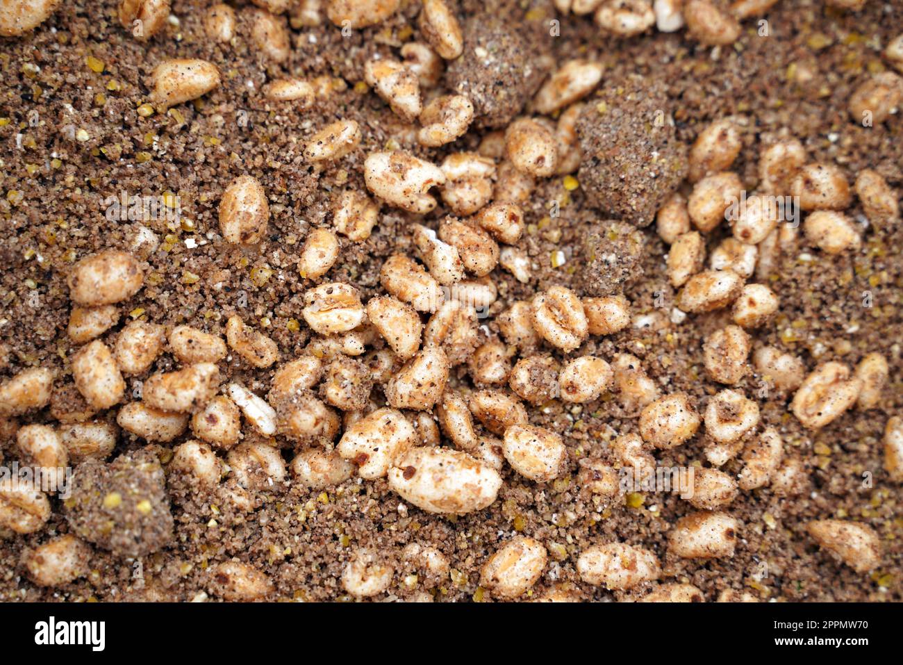 Maggots and fish food when fishing Stock Photo Alamy
