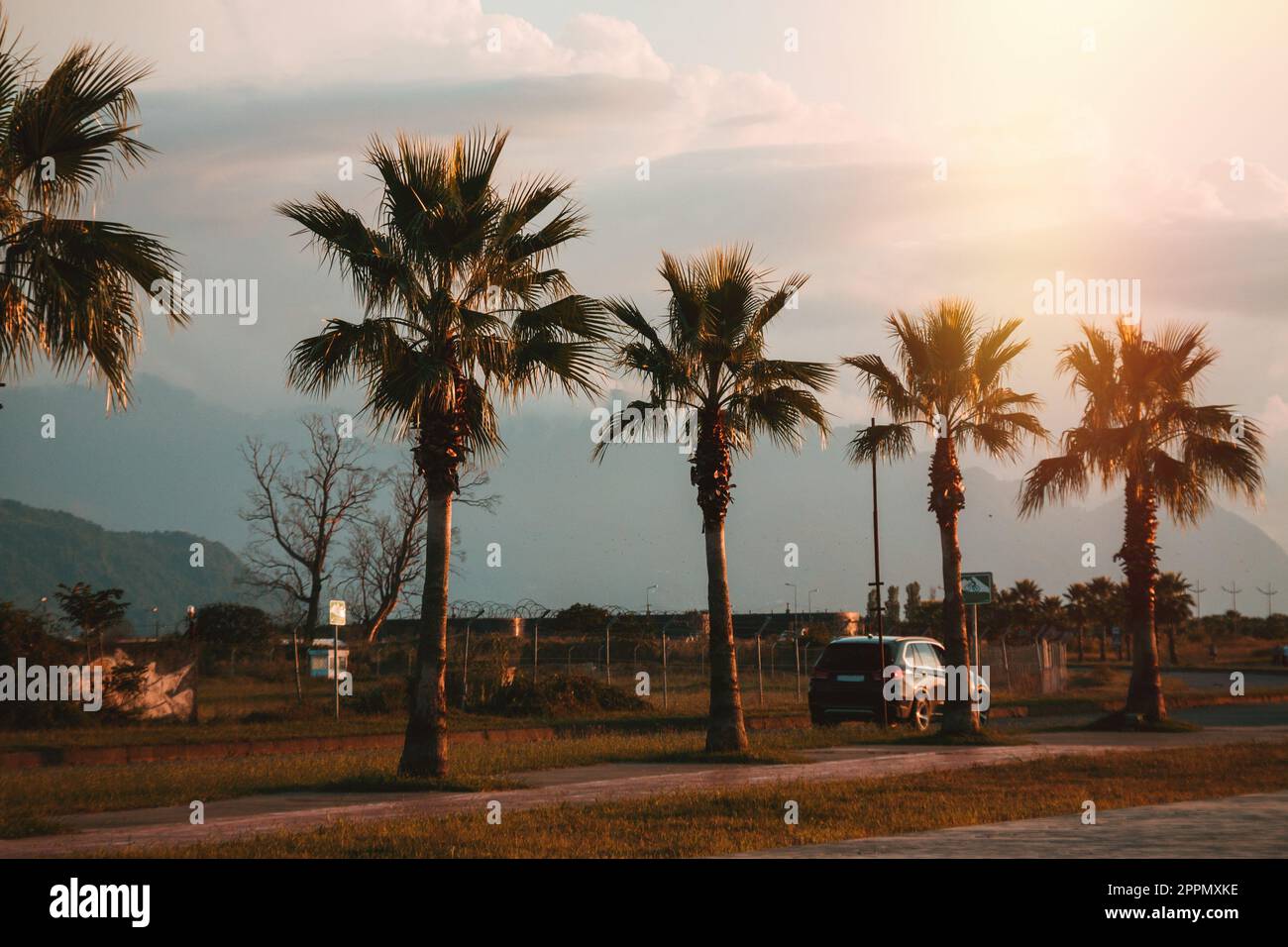 Palm trees in the sunset. Batumi. Georgia Stock Photo