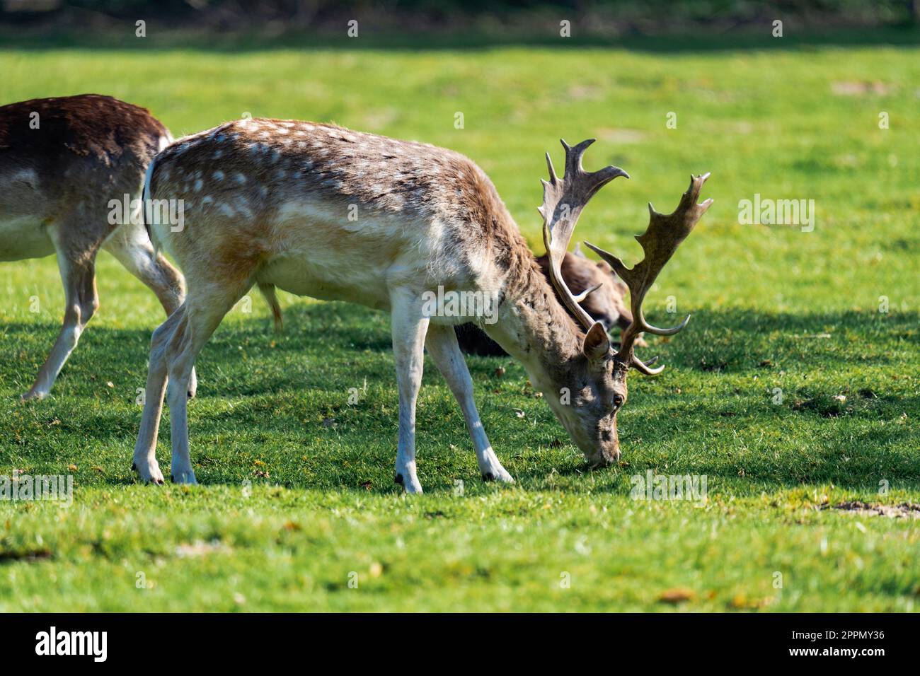 Male deer eating grass while being surrounded by female deers Stock Photo