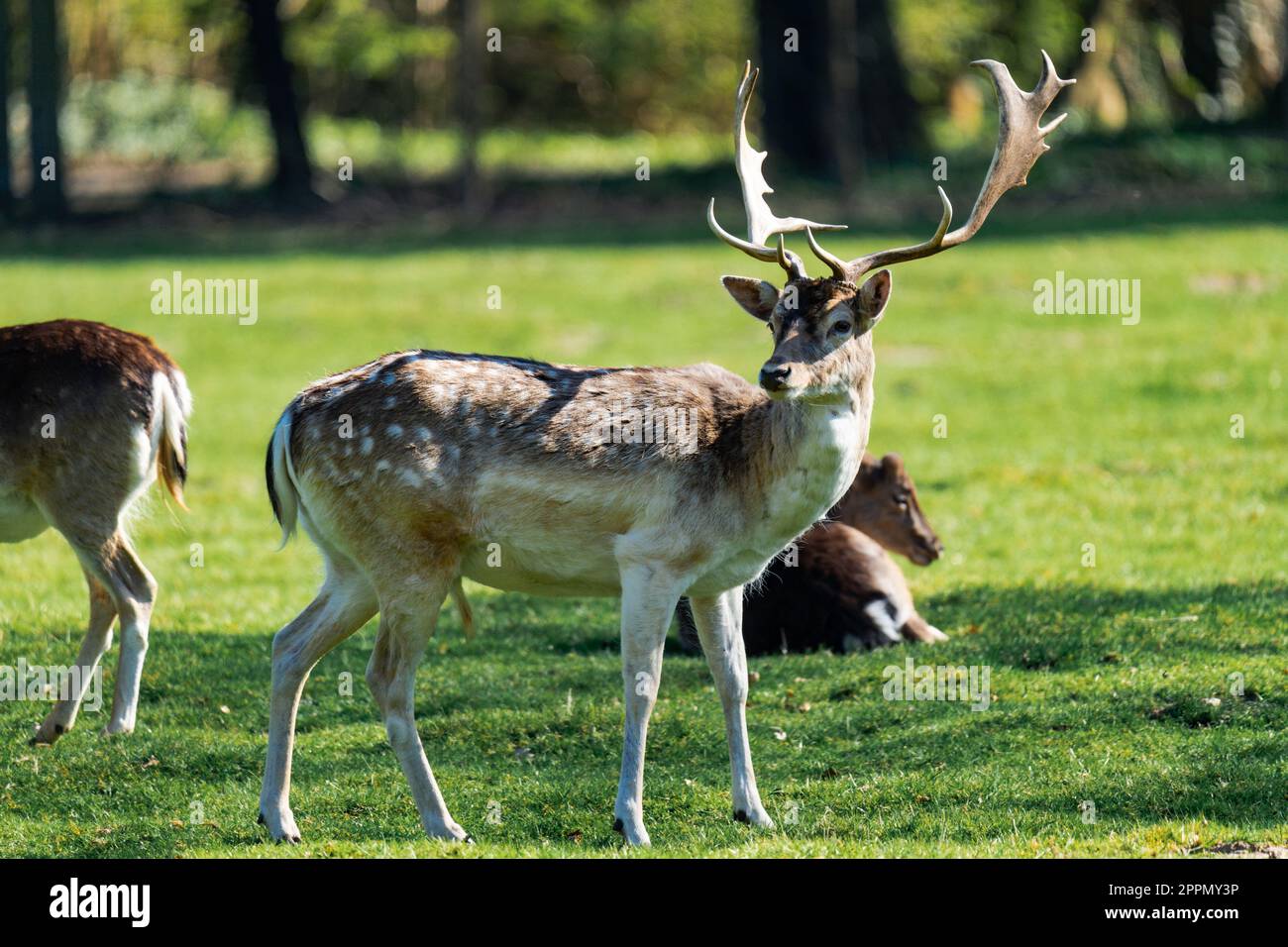 Male deer standing while being surrounded by female deers Stock Photo