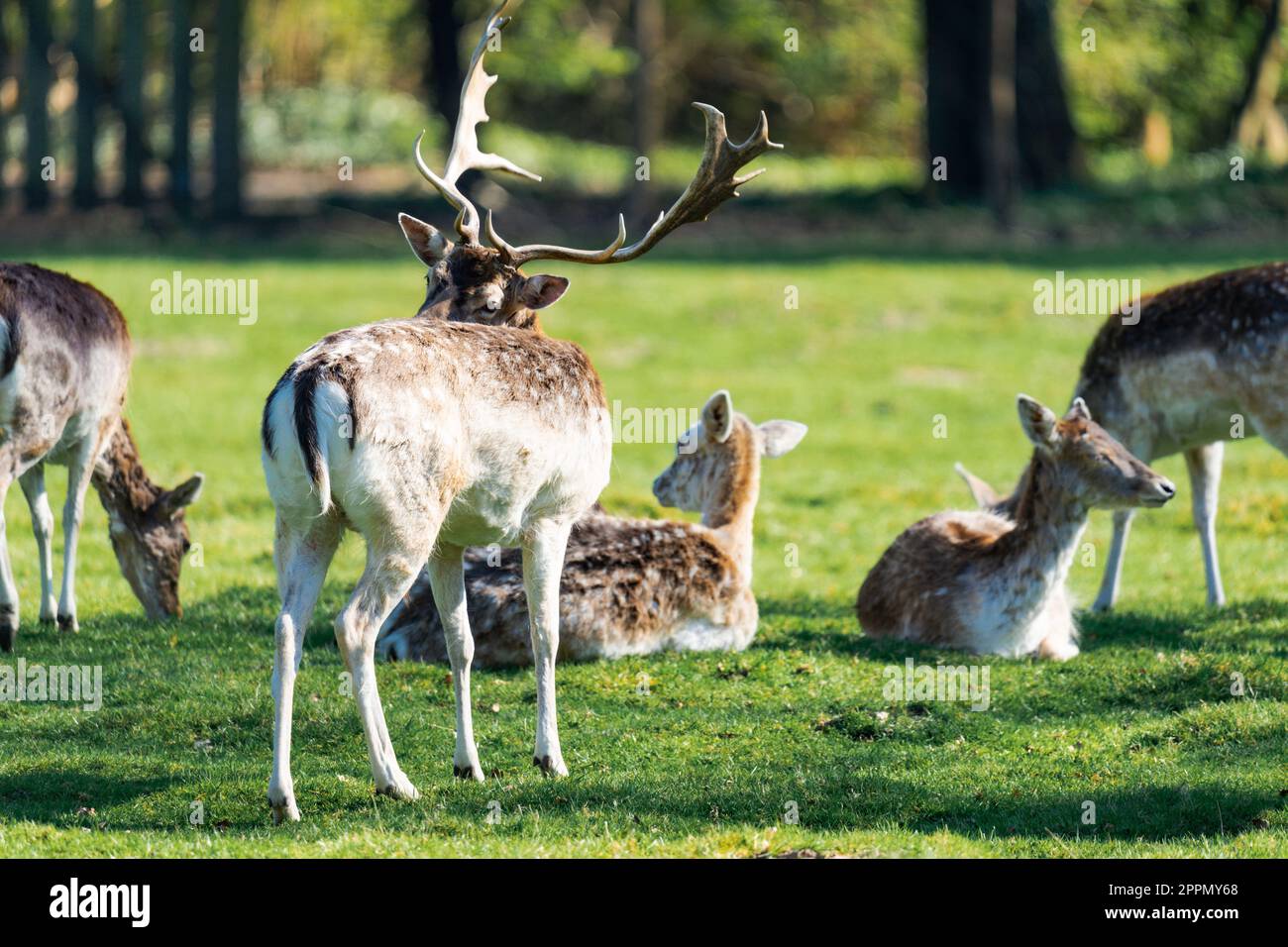 Male deer scratching his back while being surrounded by female deers Stock Photo