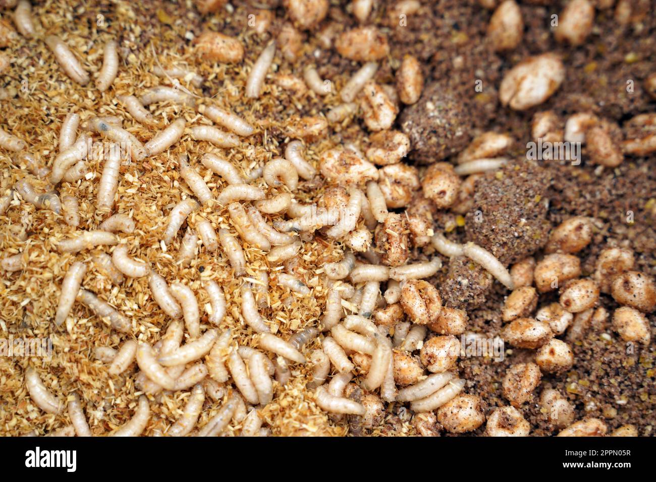 Maggots and fish food when fishing Stock Photo Alamy