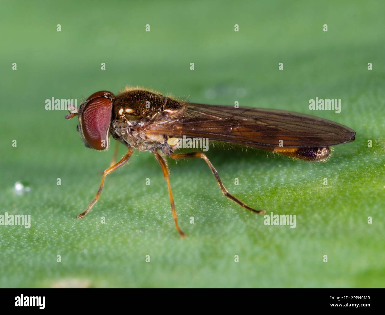 Adult male of the small UK hoverfly, Melanostoma scalare, a regular garden visitor Stock Photo