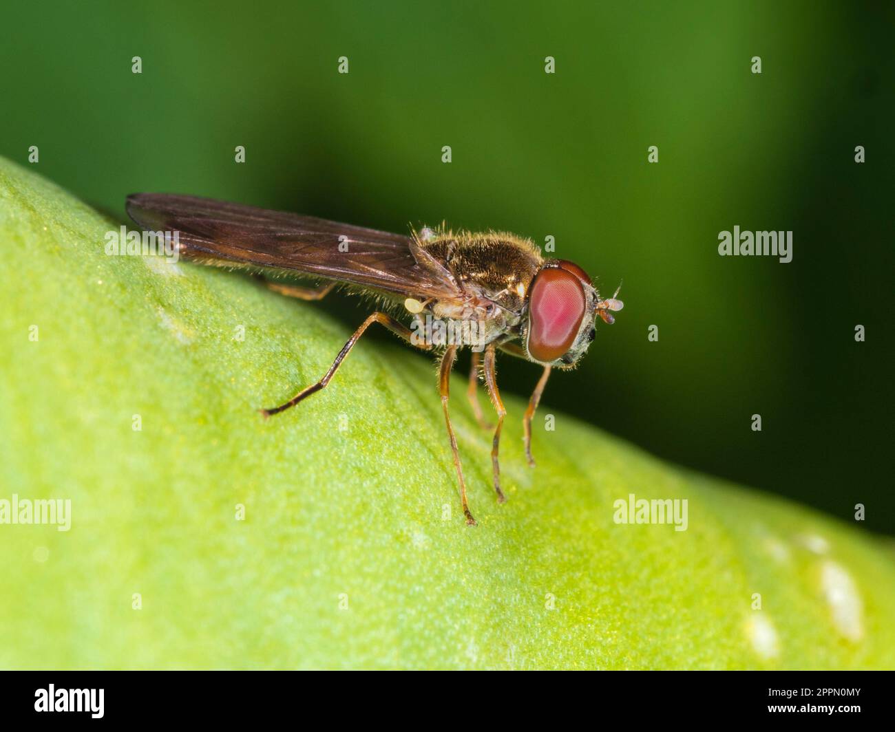 Adult male of the small UK hoverfly, Melanostoma scalare, a regular garden visitor Stock Photo