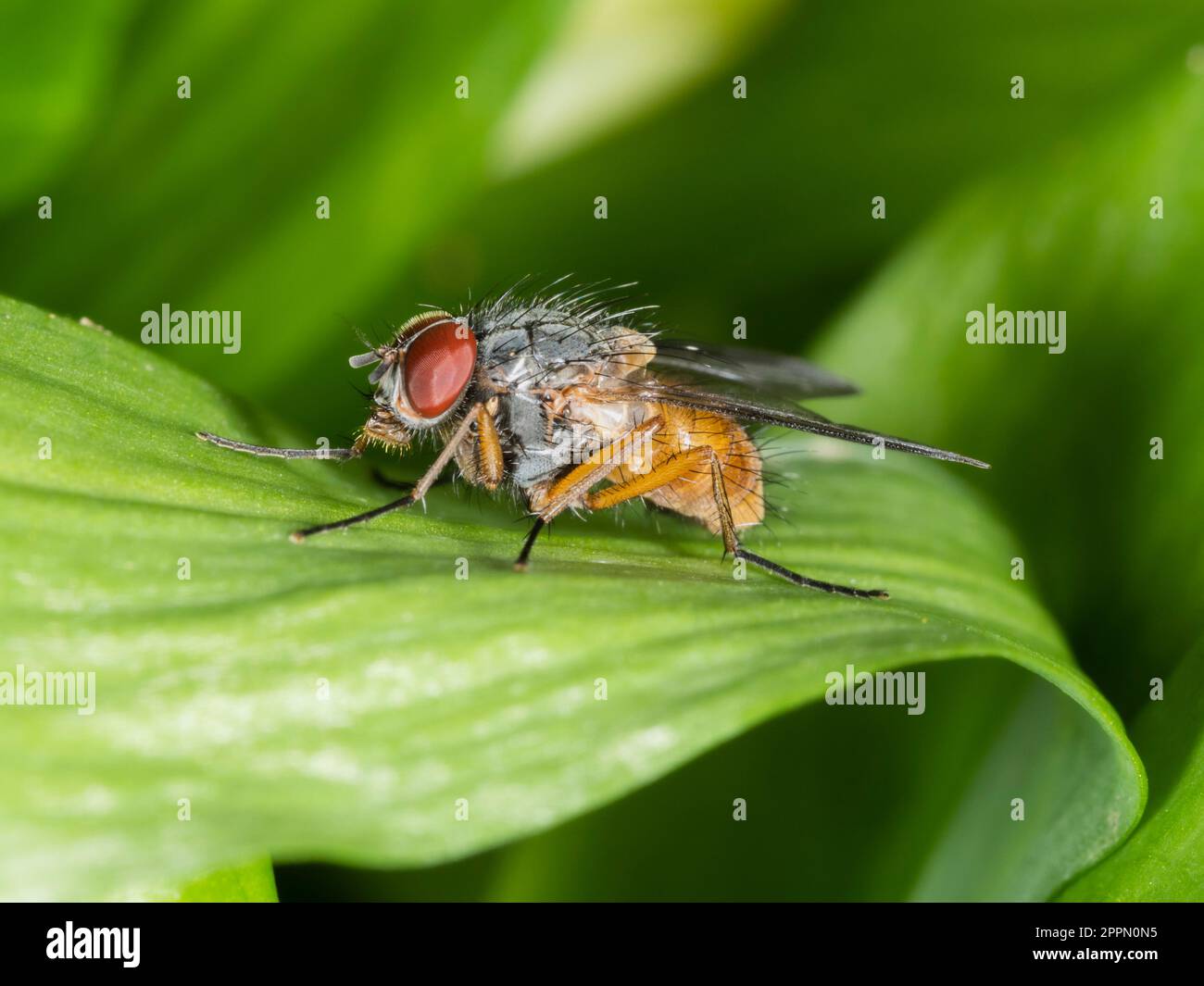 Male muscid (housefly) fly, UK native, woodland edge species with red eyes and orange abdomen Stock Photo