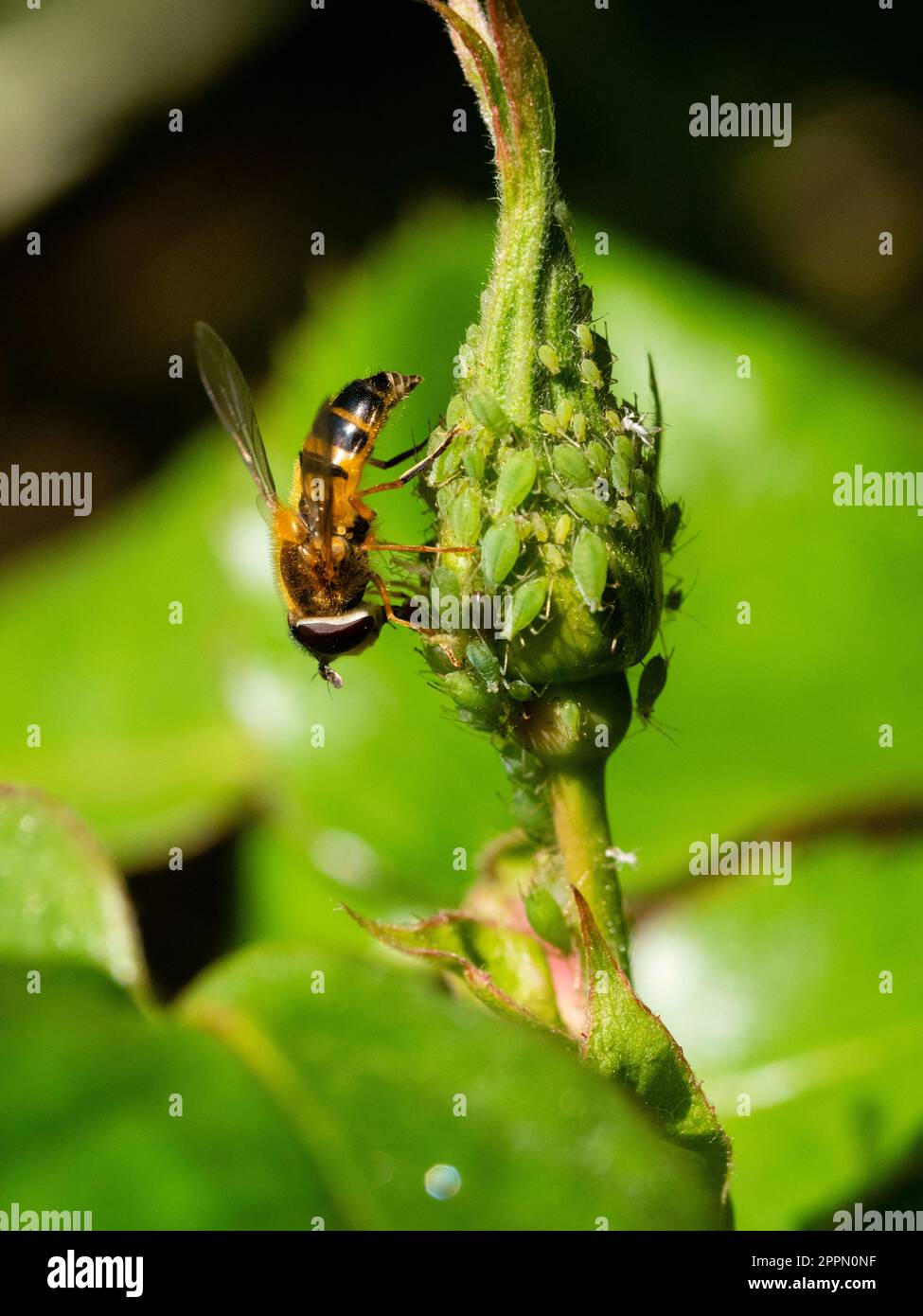 Adult female of the UK hoverfly species, Epistrophe eligans, feeding on honeydew from green rose aphids Stock Photo
