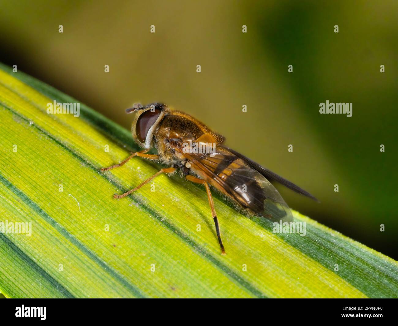 Adult female of the spring flying UK hoverfly species, Epistrophe eligans Stock Photo
