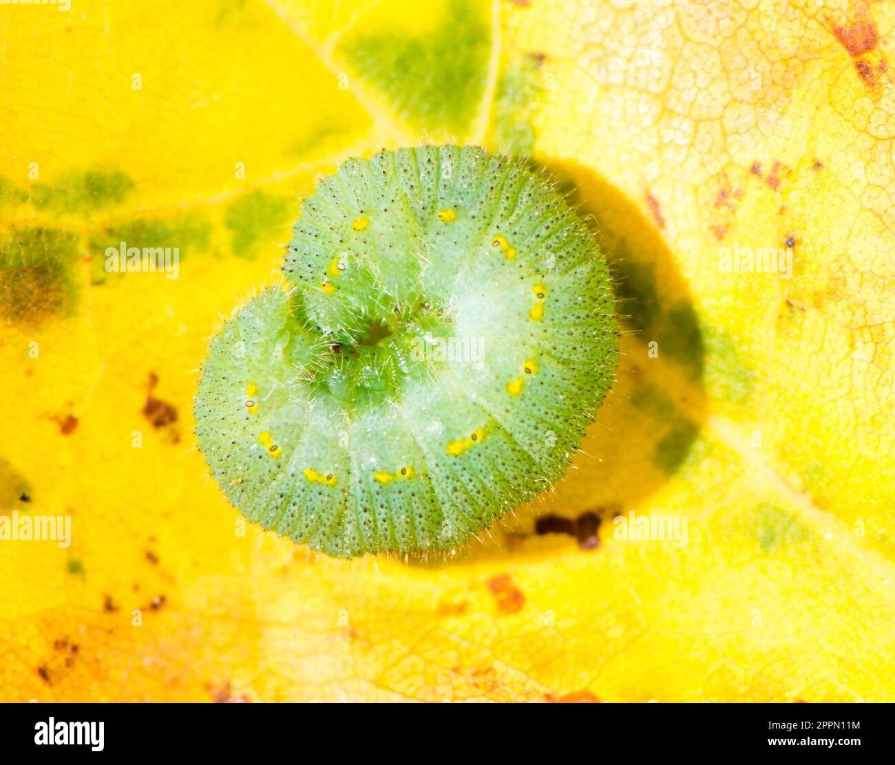 Macro of a green caterpillar of a butterfly Stock Photo - Alamy