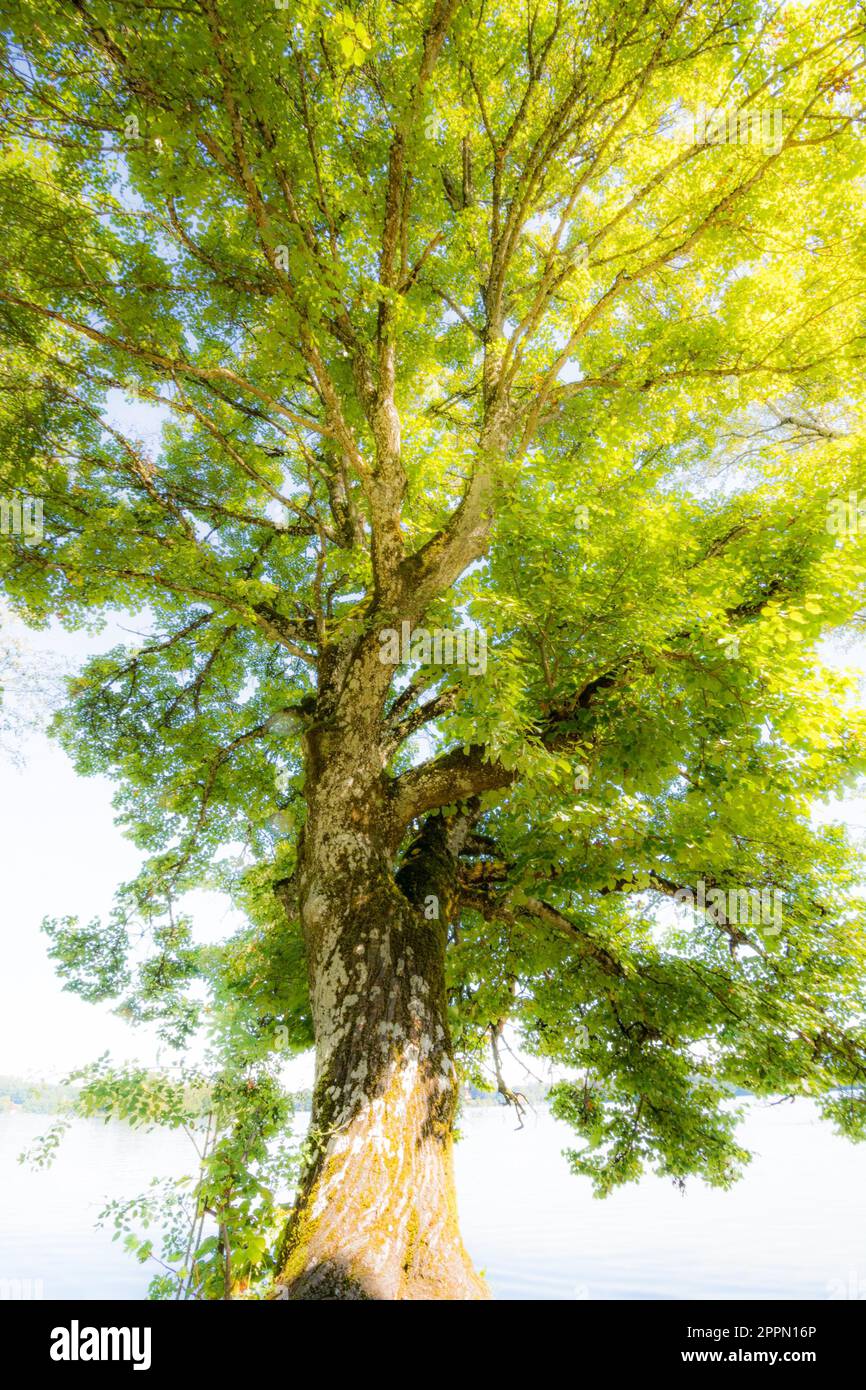 Detail of a huge tree Stock Photo Alamy