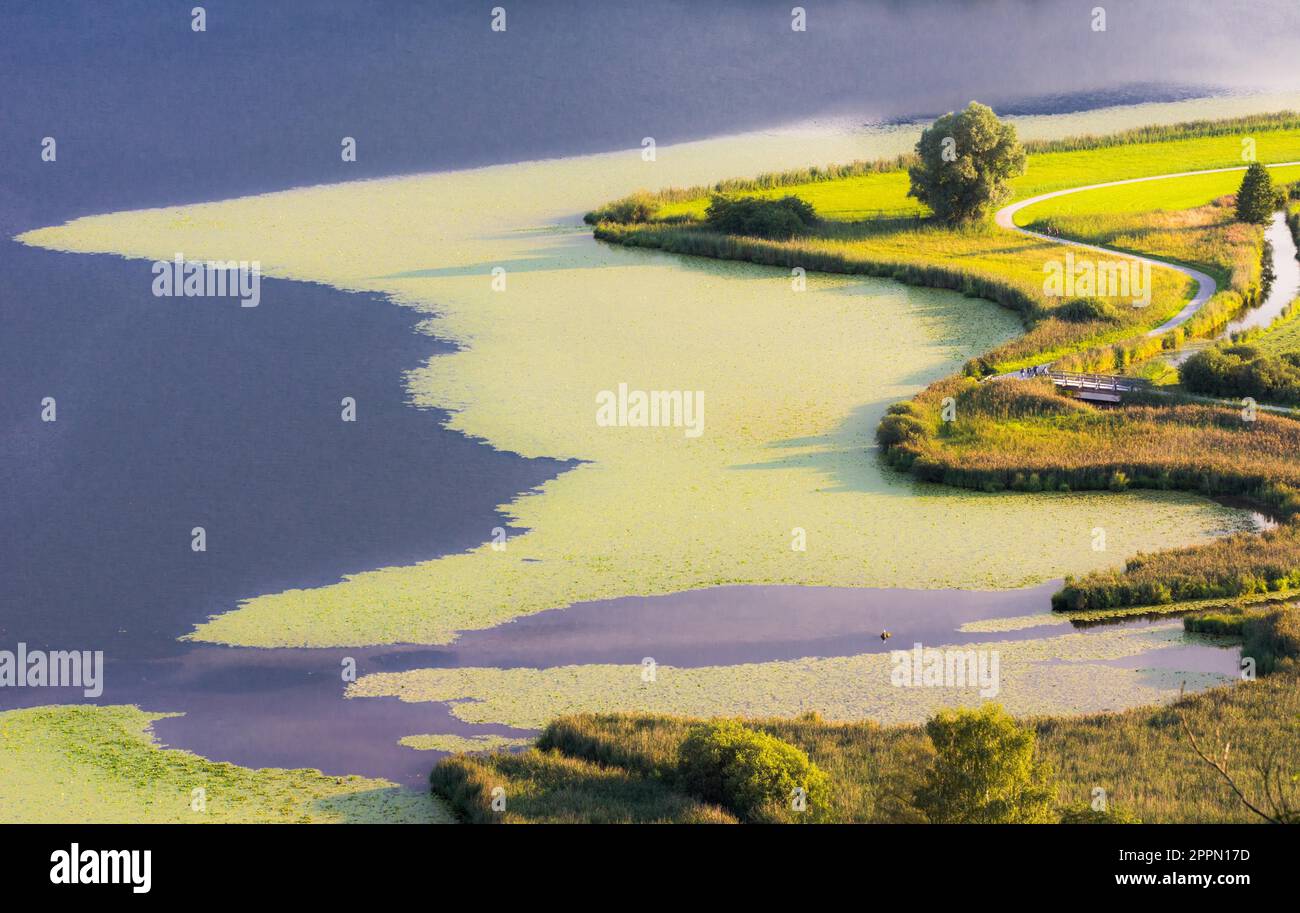 Swampland at lake Hopfensee (Bavaria) (Germany) Stock Photo