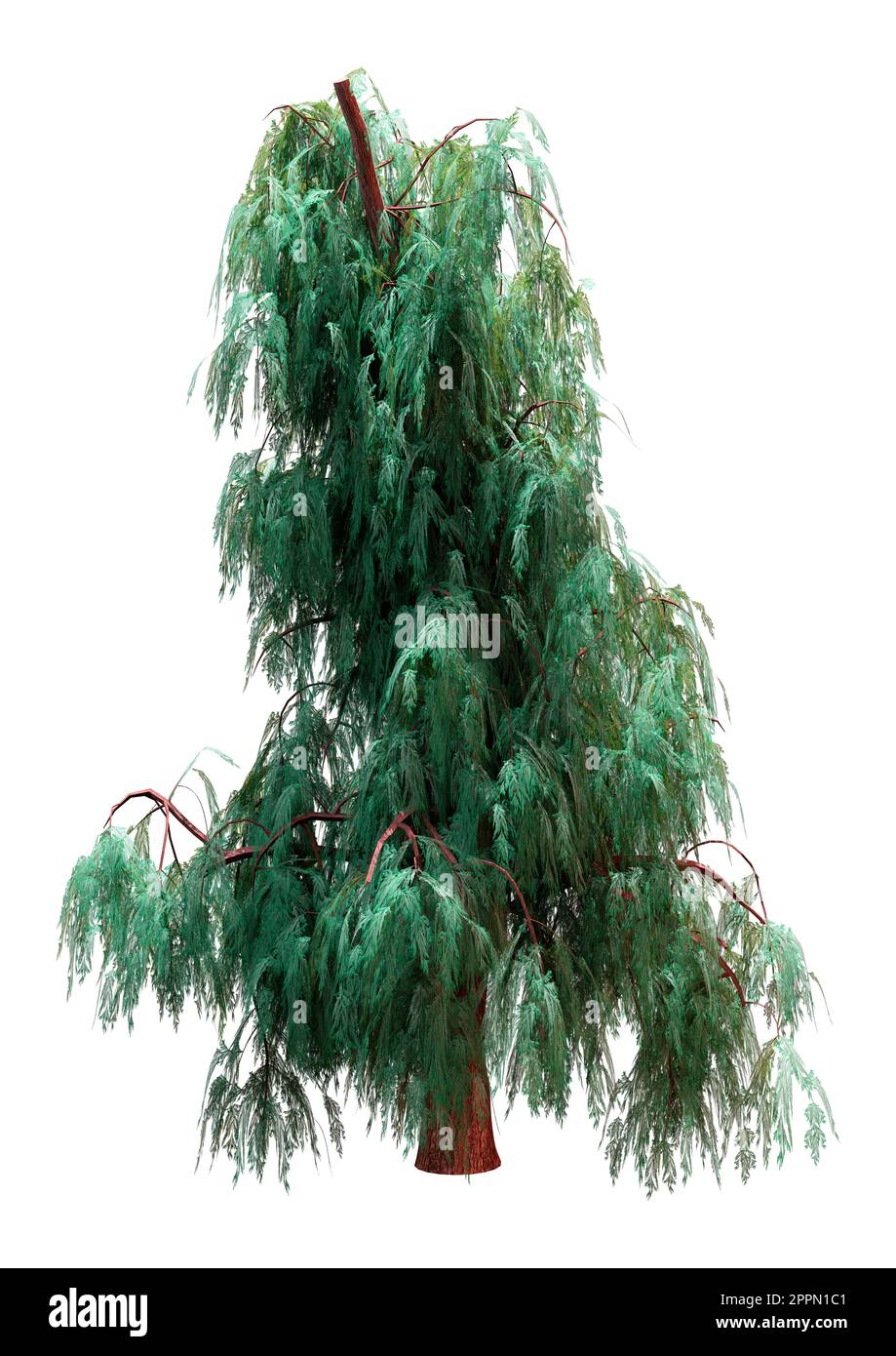 3D rendering of a Kashmir cypress tree isolated on white background Stock Photo