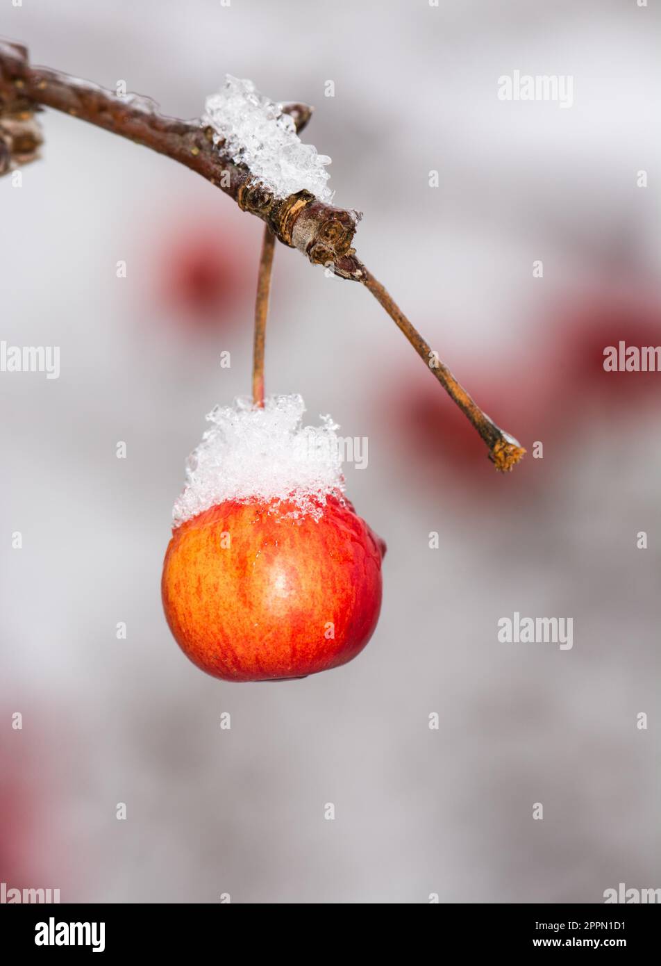 Frozen ripe apple covered with snow Stock Photo