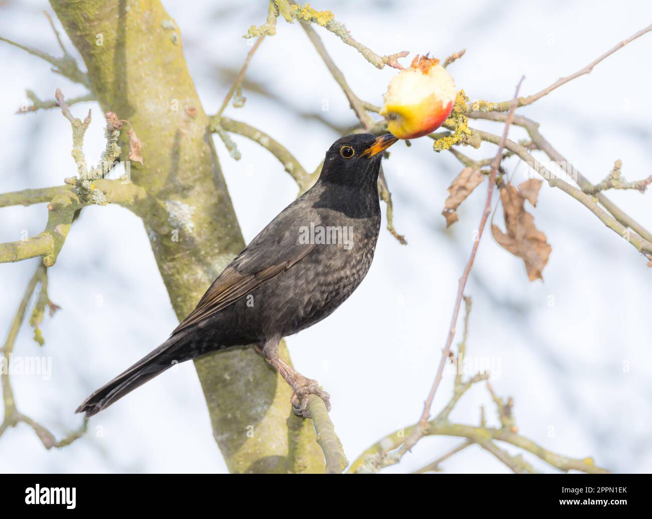 Blackbird pecking at an apple hi-res stock photography and images - Alamy