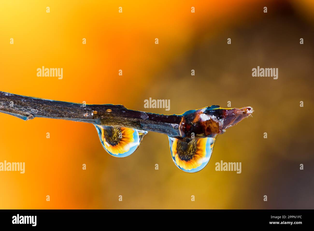 Macro of a Flower refraction in dew drops on a twig Stock Photo