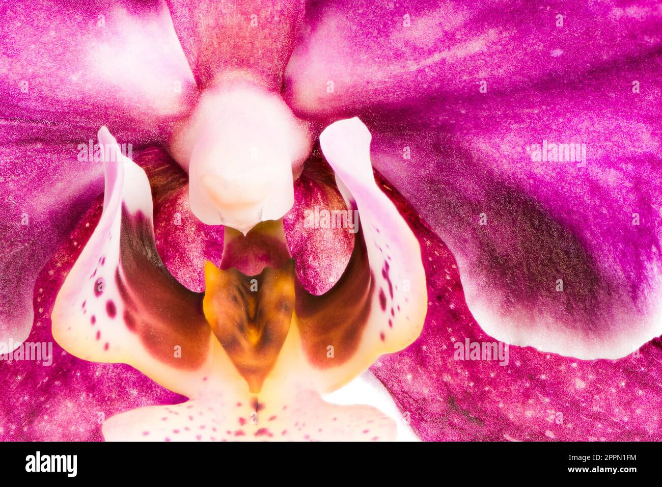 Detail of a purple orchid blossom Stock Photo Alamy