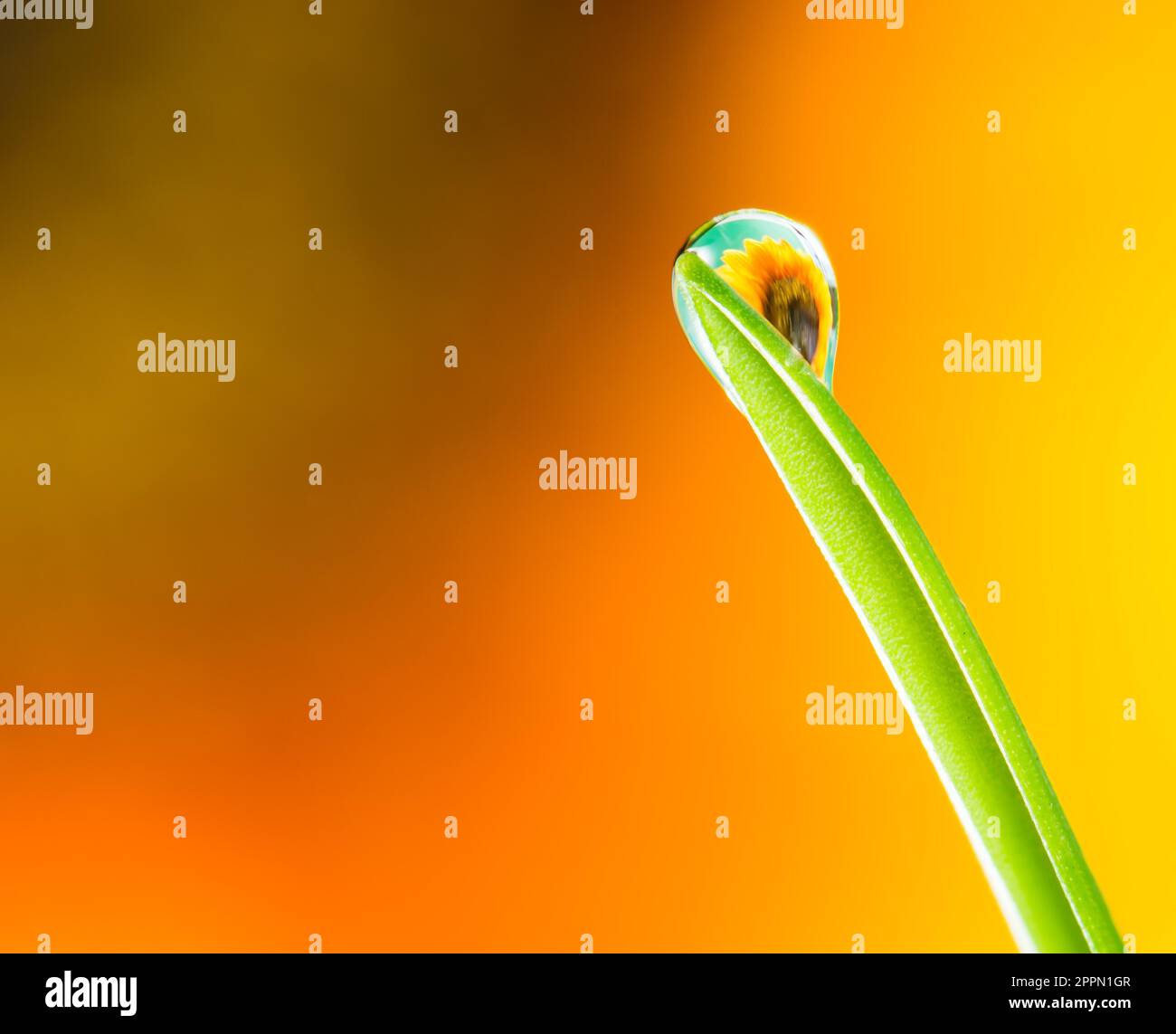 Macro of a flower refraction in a dew drop on a blade of grass Stock