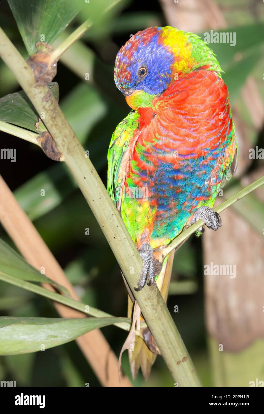 Closeup of a exotic Coconut lorikeet (Trichoglossus haematodus) parrot Stock Photo