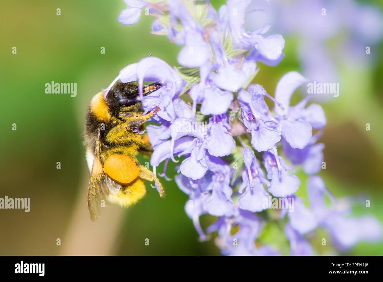 Bumblebee collecting nectar at a (Veronica spicata) flower Stock Photo