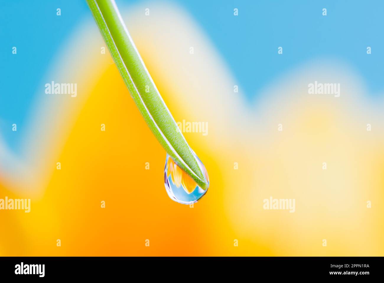 Macro of a flower refraction in a dew drop on a blade of grass Stock Photo