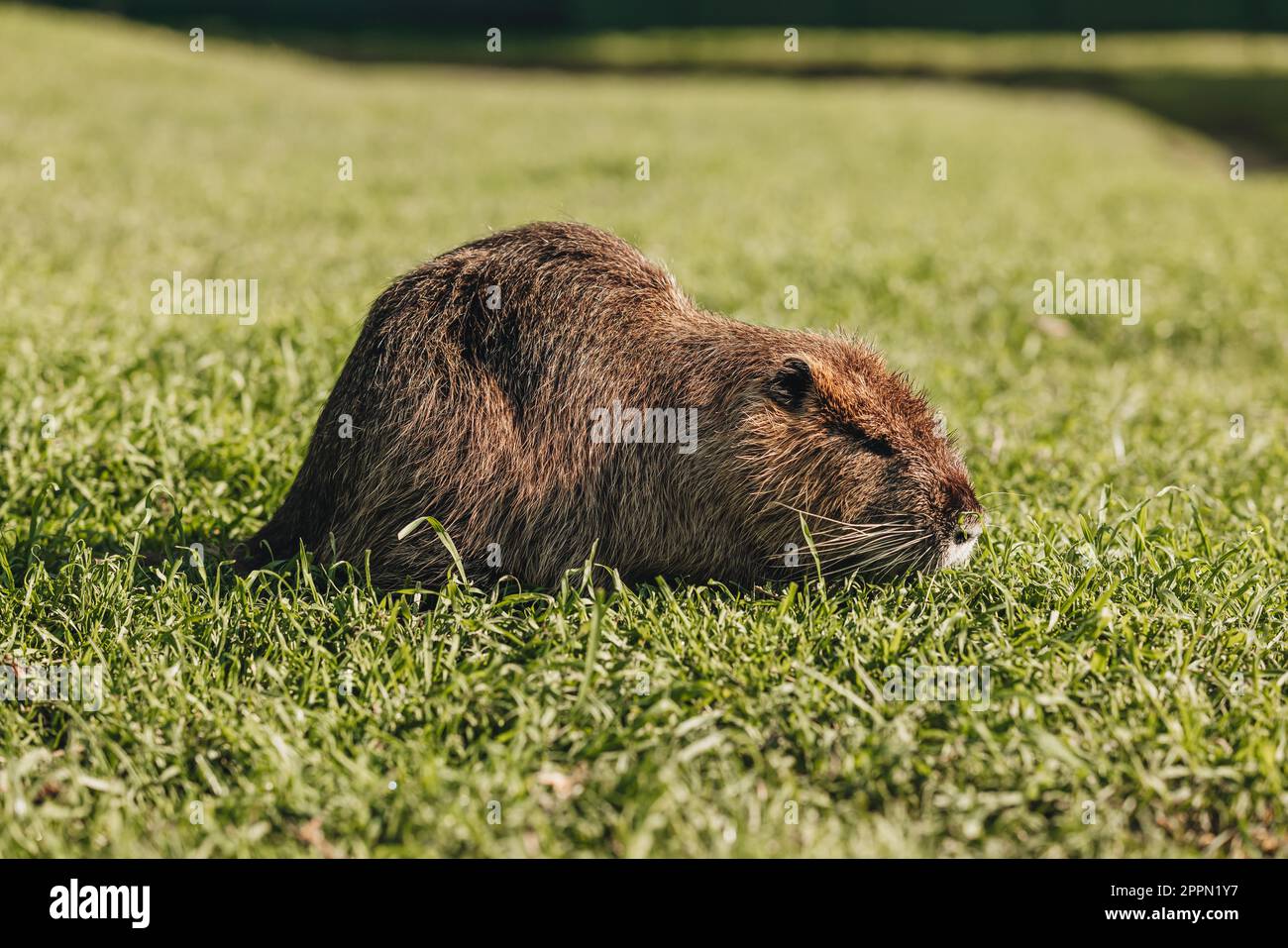 Beaver skin hi-res stock photography and images - Alamy
