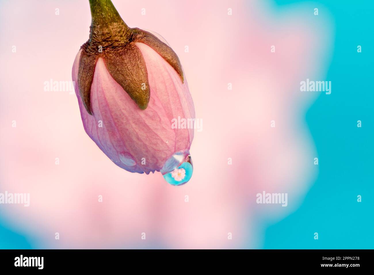 Dew drop on a cherry blossom bud with refraction of a flower Stock Photo