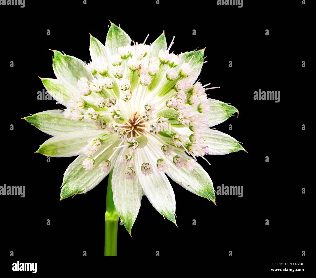 Blossom of a masterwort (astranatia) flower with black background Stock Photo