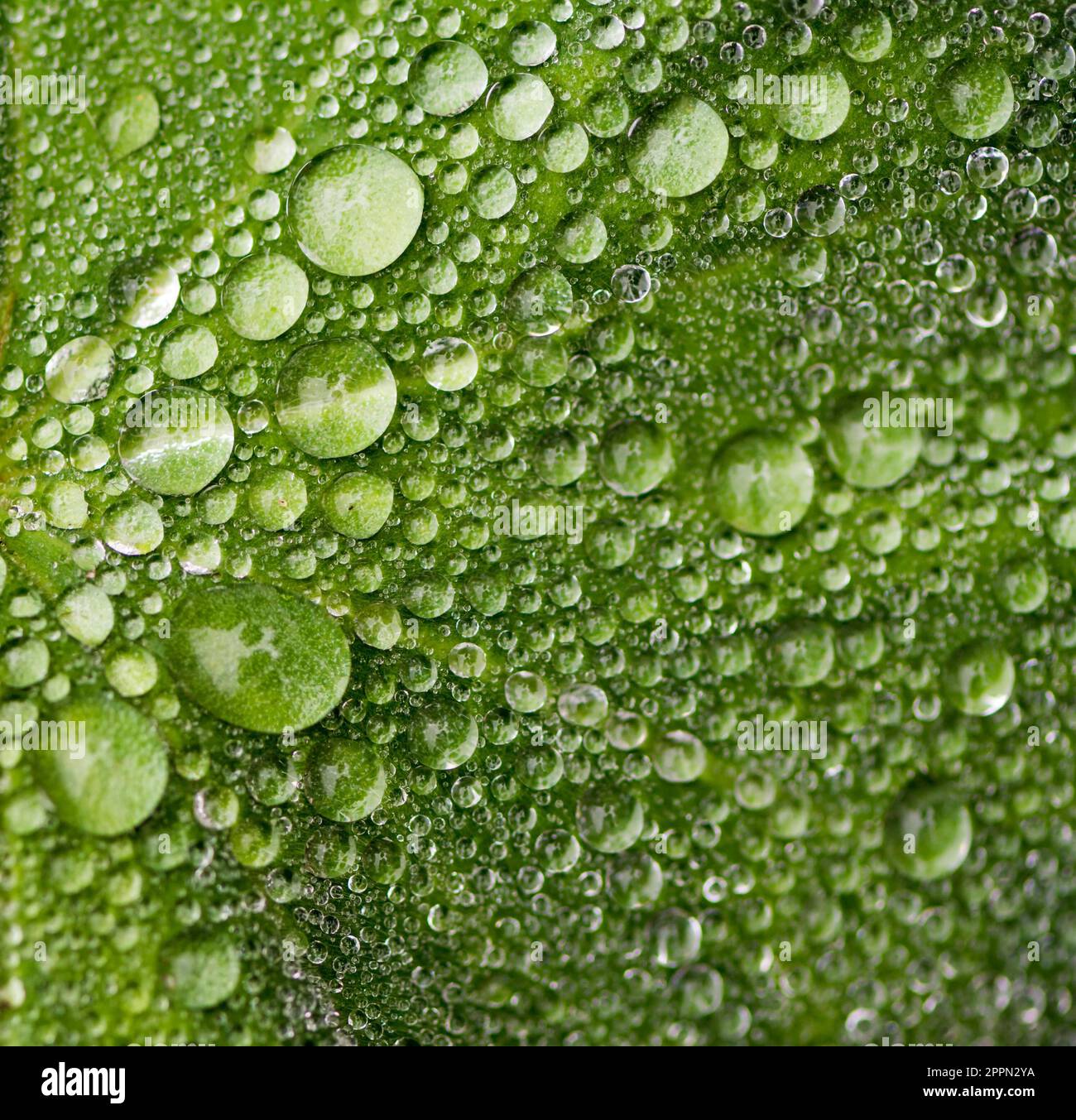 Macor of raindrops on a green leaf Stock Photo