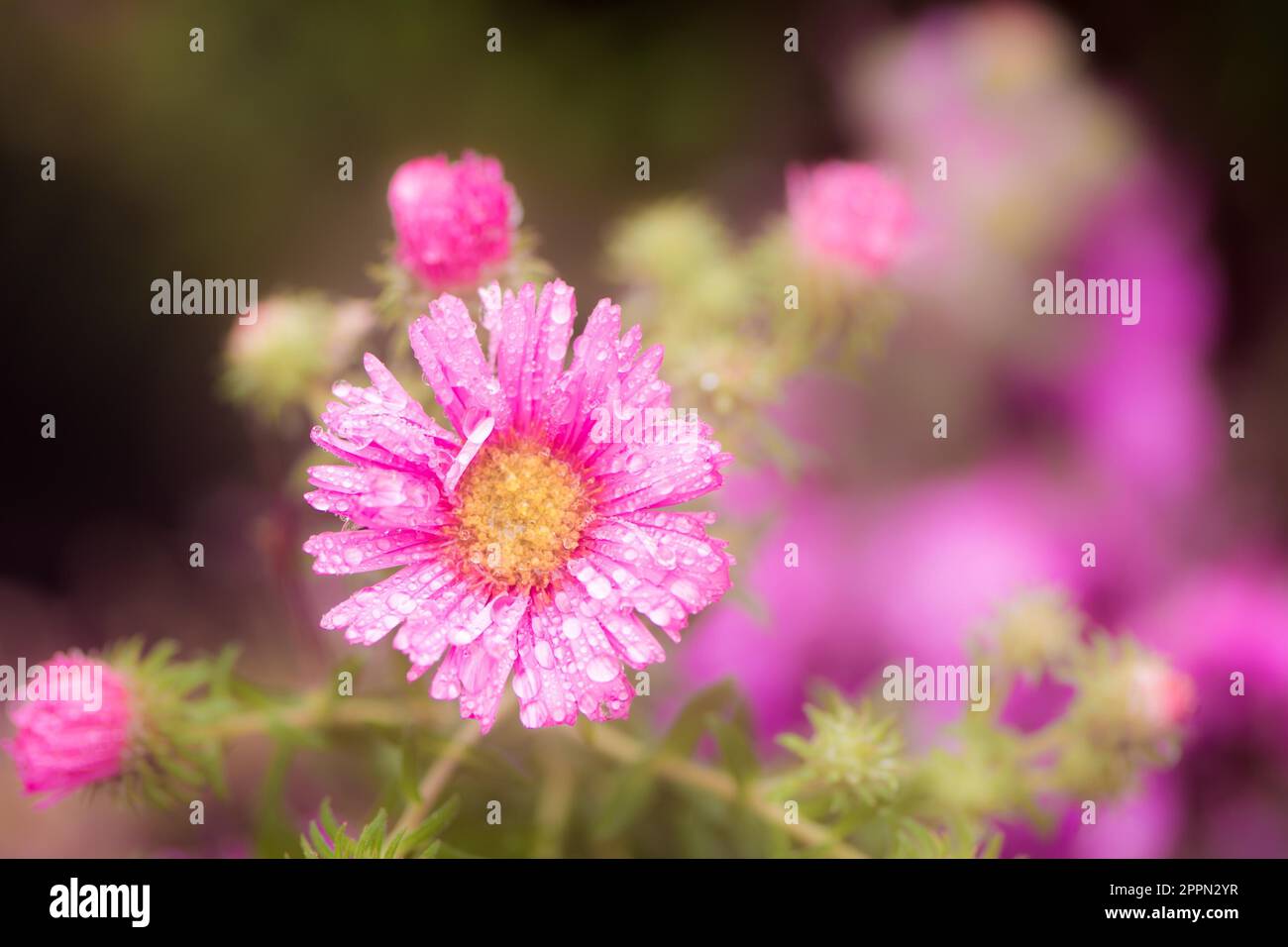 Macro of raindrops on a pink aster flower blossom Stock Photo