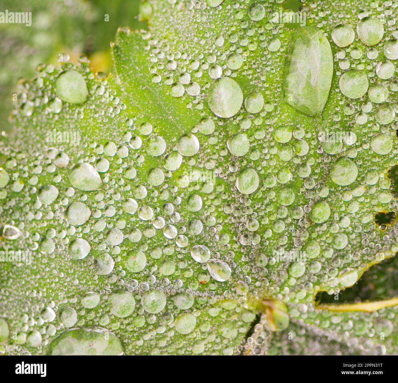 Macor of raindrops on a green leaf Stock Photo